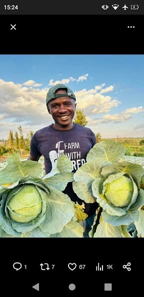 a farmer holding cabbages