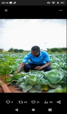 a guy working on his cabbage at the farm