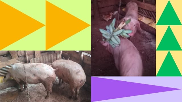 Visual of triangles alongside pigs